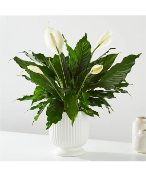 Comfort Planter Plants