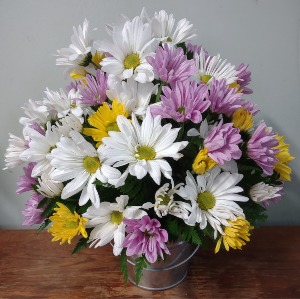 Daisies Daisies Daisies 