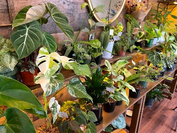 Common and Rare Plants  in Colonia, NJ | LAKE FLOWERS