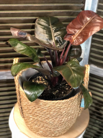 Congo Philodendron in Fairview, OR - QUAD'S GARDEN - Home to Trinette's  Floral