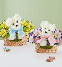 Congratulate with Twins! 