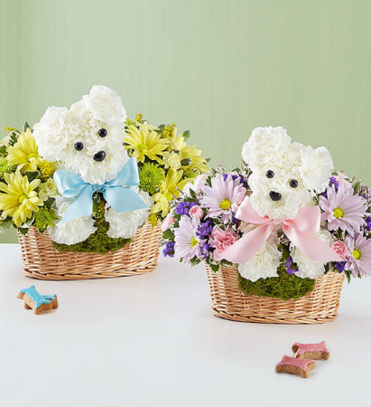 Congratulate with Twins! 