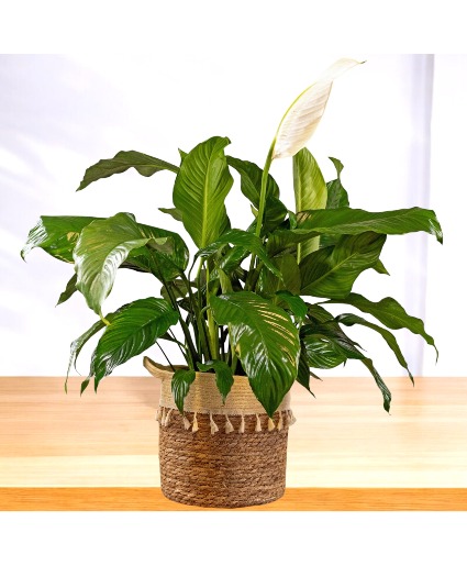 Peace Lily Plant  Boho Basket Arrangement