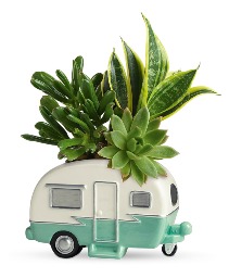 Cool Camper Succulent Garden 