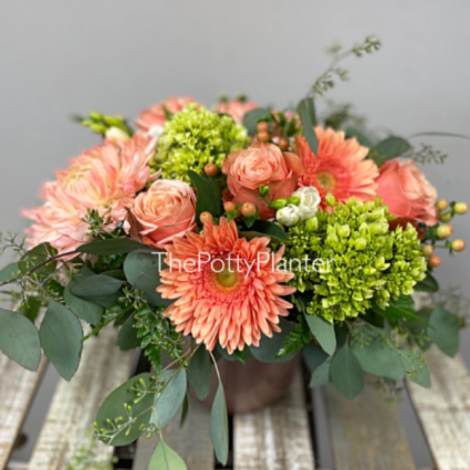 Coral Beauty 