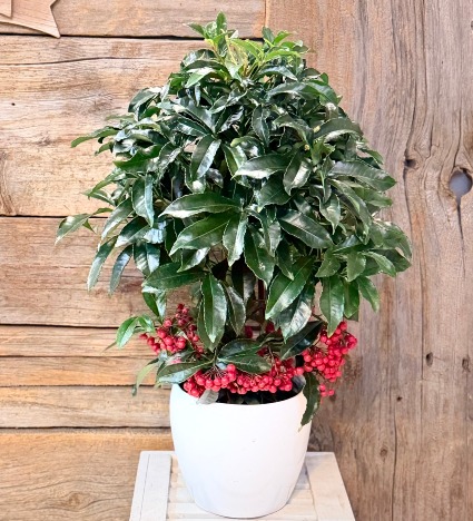 CORALBERRY PLANT