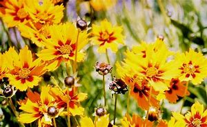 Coreopsis Greenhouse
