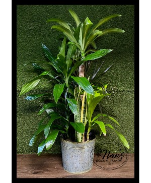 10" Corn Plant Combo 