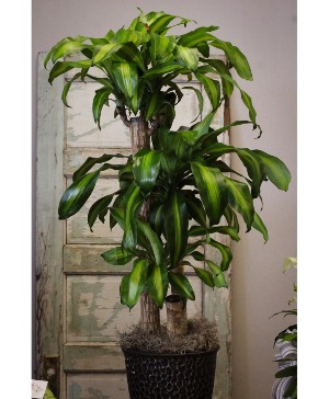 Corn Plant  Plant 