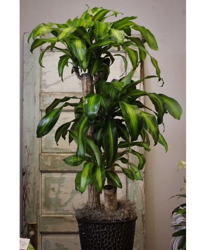Corn Plant  Plant 