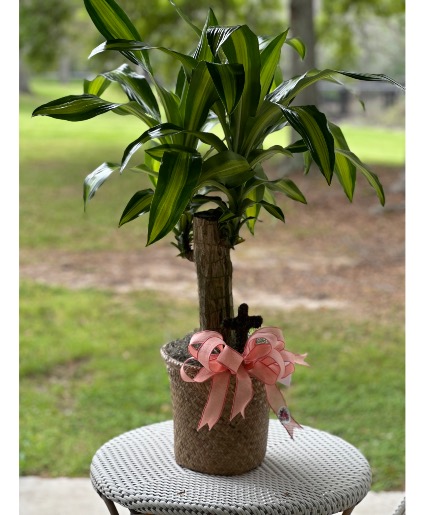 Corn plant with moss cross add on  Funeral plant 
