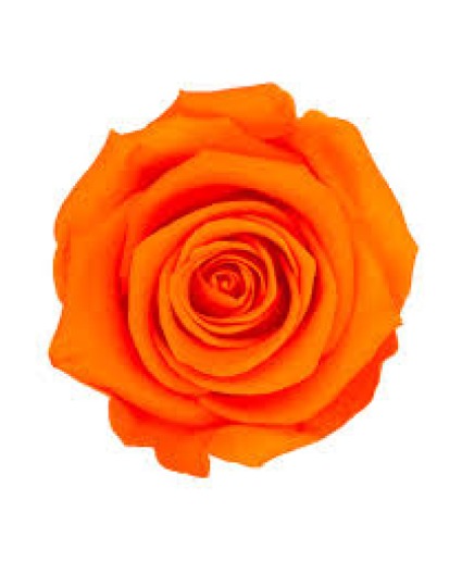 Orange Roses 
