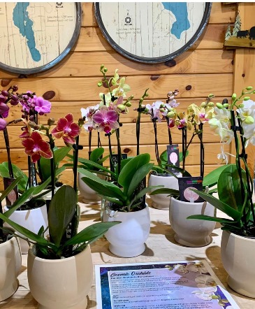 Cosmic Orchids Plant in Balsam Lake, WI | BALSAM LAKE PRO-LAWN INC.