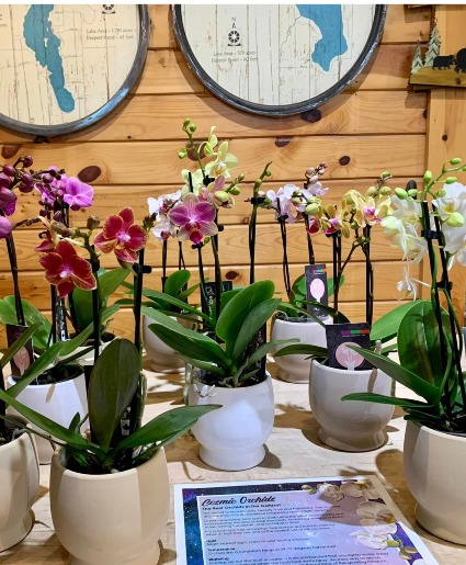 Cosmic Orchids Plant