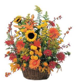 Fields of Flowers 