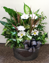 Country Garden Dishgarden Assorted Plants (local delivery only)