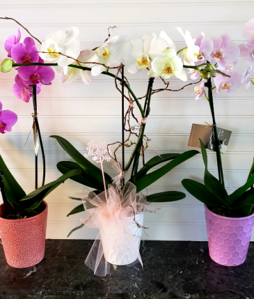 Orchid Plant Exclusively at Mom & Pops in Ventura, CA | Mom And Pop Flower Shop