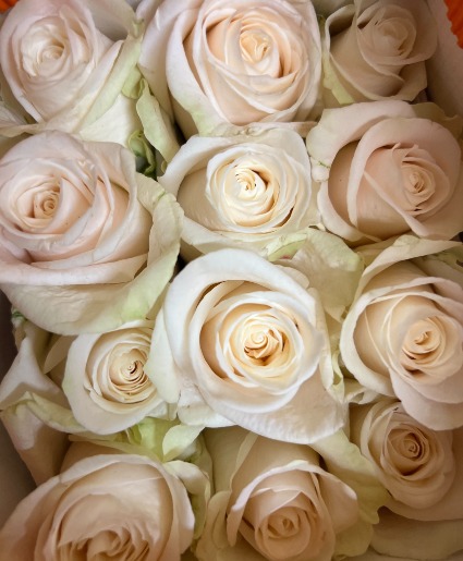 Creme de la Creme Roses 
