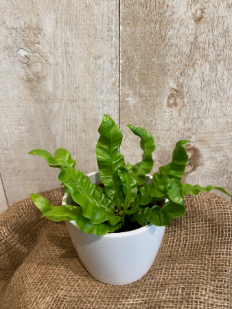Crispy Wave Fern plant
