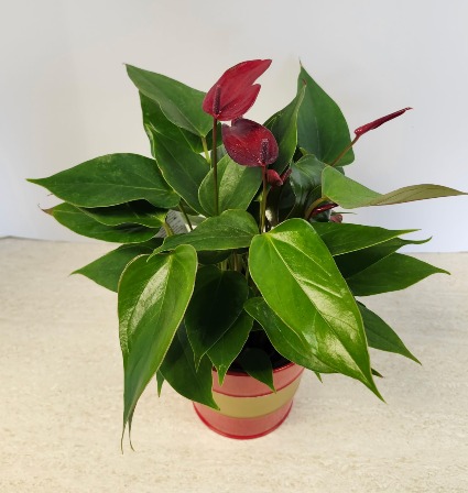  4" Anthurium Plant (Red Blooms)  NFS-P96