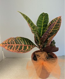 6"Croton Plant in Ceramic Pot NFS-P97