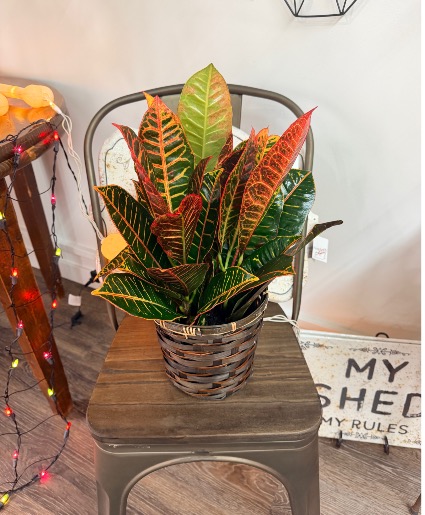 Croton 6” Plant
