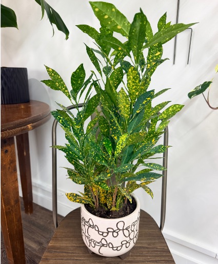 Croton 