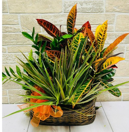 Croton Dish Garden 