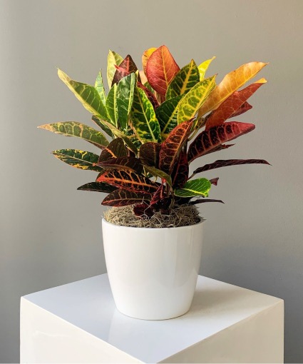 Croton in Ceramic Pot or Basket 