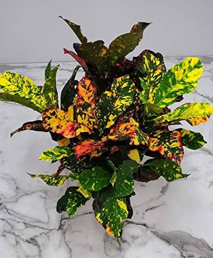 Croton Magnificent House Plant