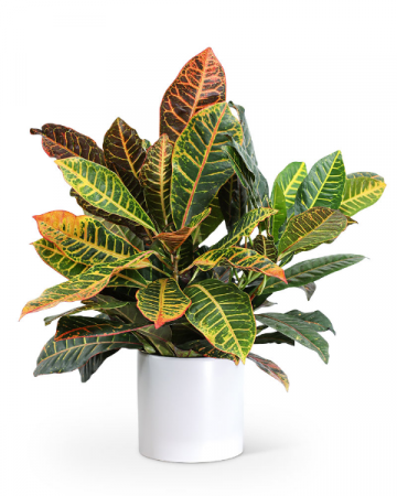 Croton Petra Plant Plant