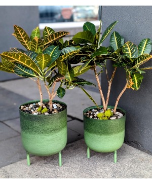 indoor plant watering systems Simply the Best Houseplant Watering Can (1 Liter)  Instant Plant Food