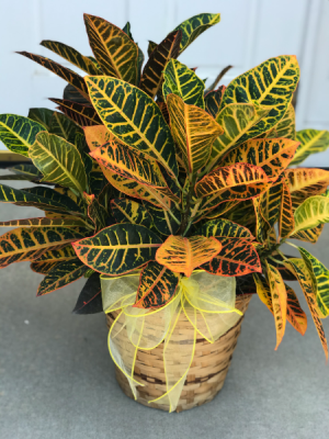 Croton Plant 