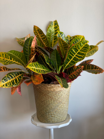 Croton Plant 