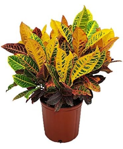 Croton Plant