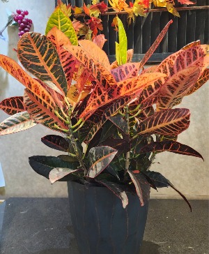 Croton Plant 