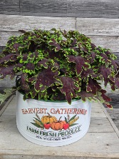 Croton plant in a fall tin  Planter