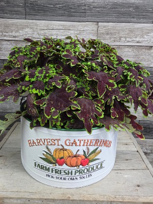 Croton plant in a fall tin  Planter