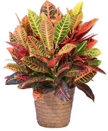 Croton Plant Plant