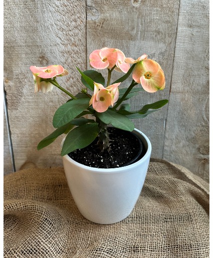 Crown of Thorns Euphorbia Milii plant