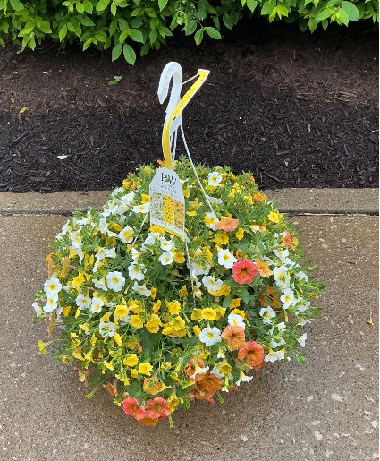 Crushed Pineapple Petunia Hanging Basket