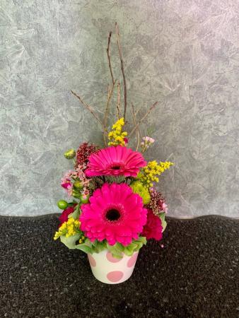 Tiny pot of gerberas Pavee Arrangement