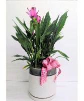 Curcuma Ginger plant in Ceramic pot 