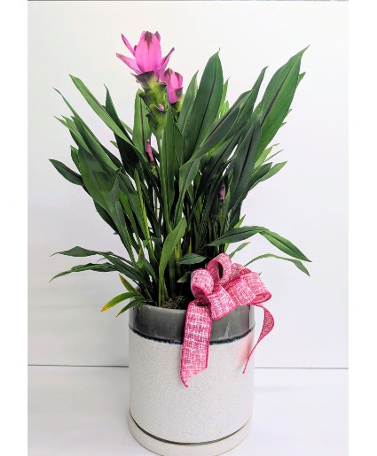 Curcuma Ginger plant in Ceramic pot 