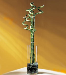 Curly Bamboo Lucky Bamboo plant