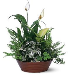 Custom Dish Garden Plants in Fernandina Beach, FL | Dottie B Florist
