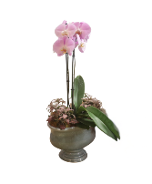 Custom Orchid Planter Elegant Blooming Centerpiece