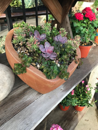 Designers Choice Succulent Gardens Potted Plant