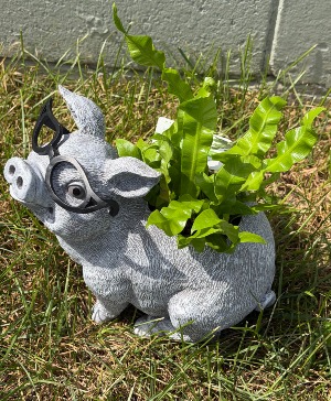 Cute Piggy Planter  Green plant