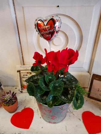 Cyclamen 